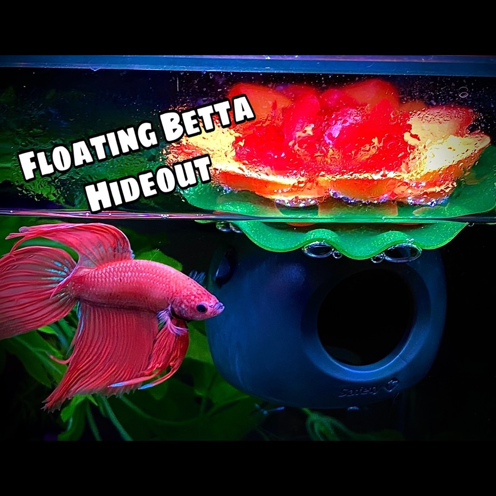 🎁 Betta fish floating hideout kit.